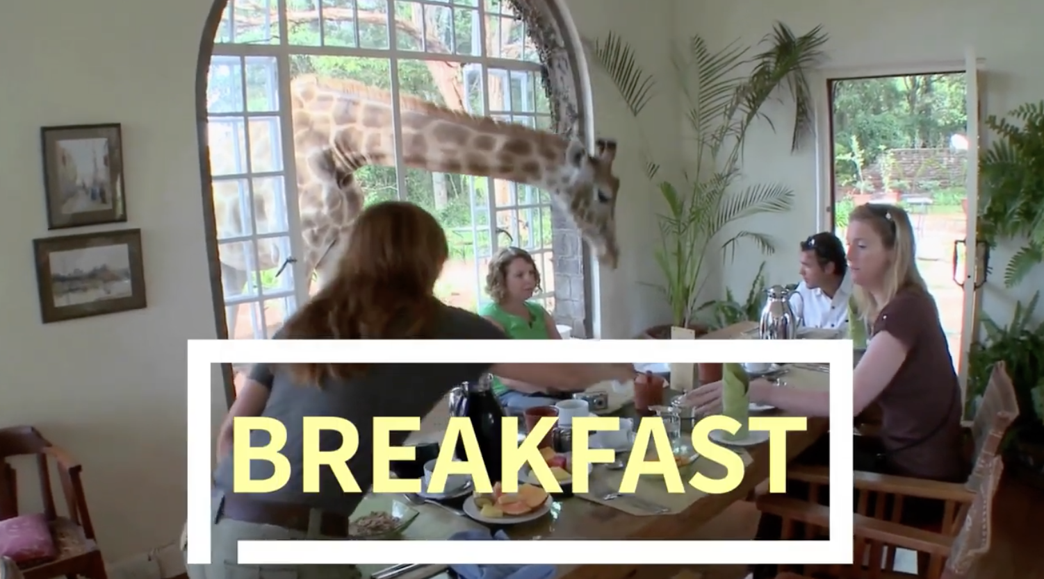 Breakfast With Giraffes